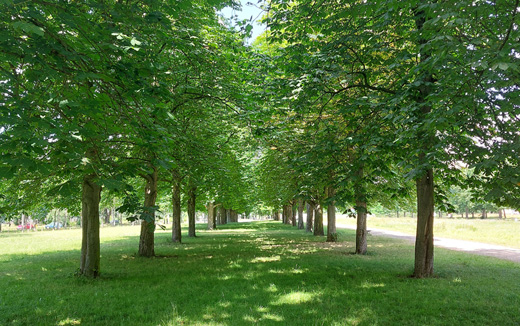 verlngerte Herkulesallee an der Cockerwiese mit Kastanienbumen, gepflanzt ca. 1985